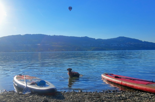 Keano im Wasser neben Board